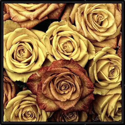 Картина Золотые розы