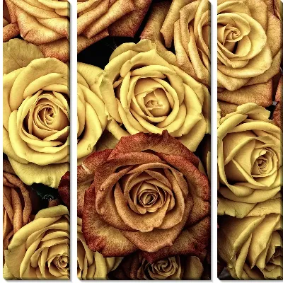 Золотые розы