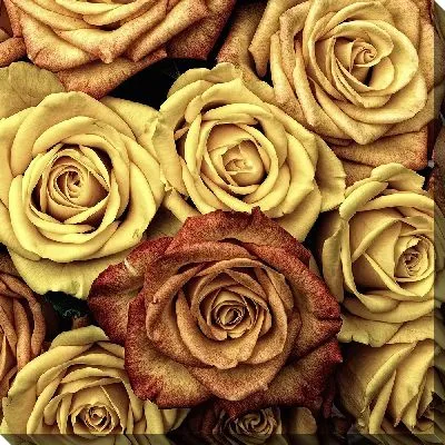 Золотые розы