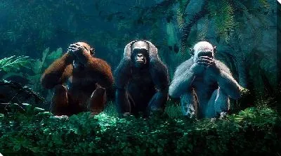 Три обезьяны в лесу