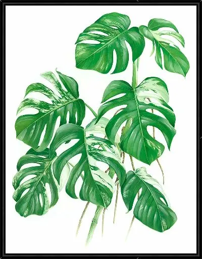 Картина Листья растения монстера