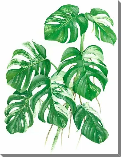 Постер Листья растения монстера