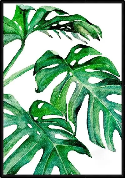 Картина Красивые листья монстеры