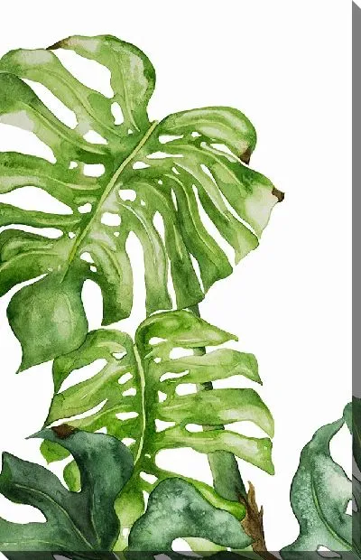 Картина маслом Красивая монстера