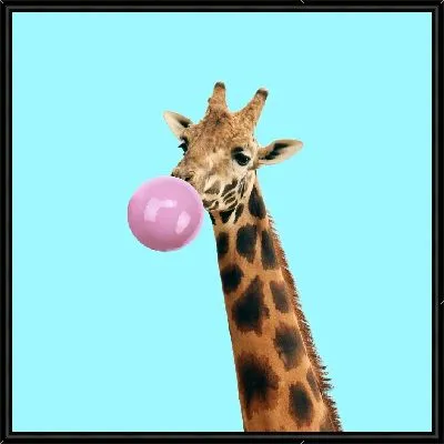 Жираф жует жвачку