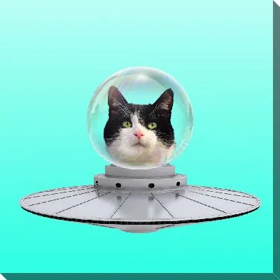 Кот в летающей тарелке