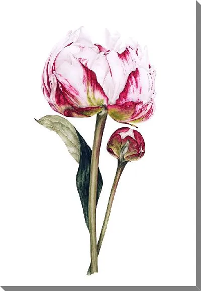 Картина маслом Цветок Пиона