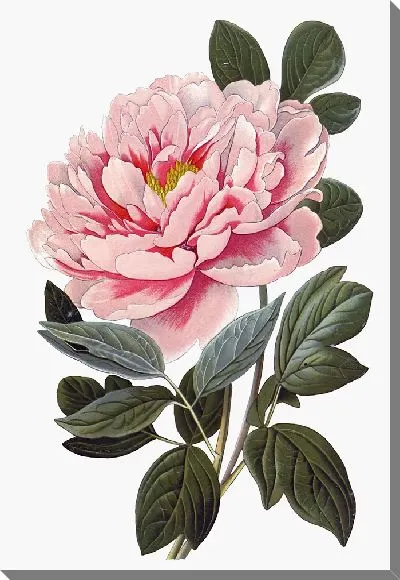 Картина маслом Ветка с цветком пиона