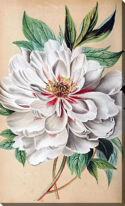 Картина маслом Белый пион с листьями