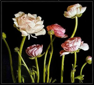 Пионы на черном фоне