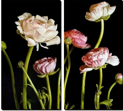 Пионы на черном фоне