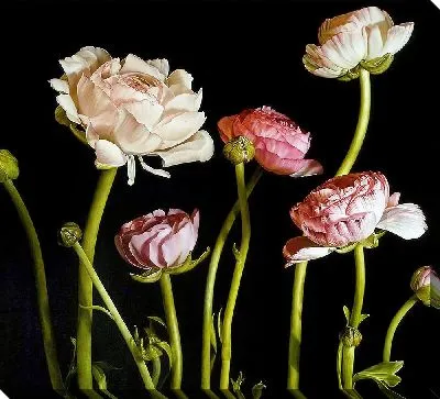 Пионы на черном фоне