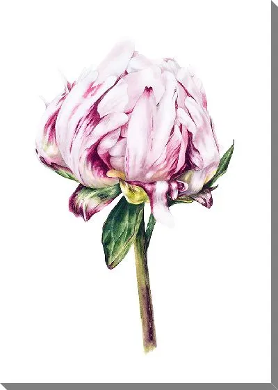 Картина маслом Цветок Пион