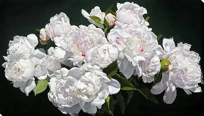 Картина маслом Ветка с белыми пионами