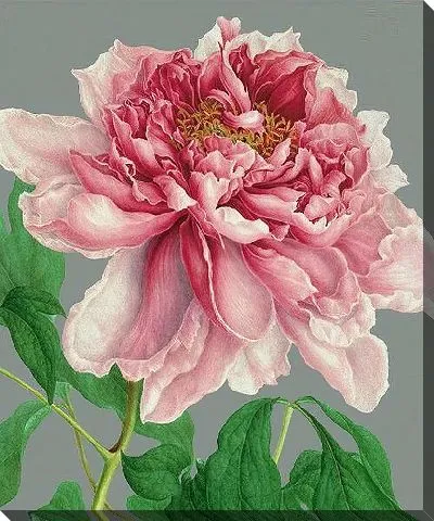 Картина маслом Пион на сером фоне