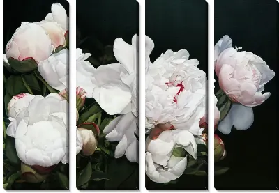 Модульная картина Белоснежные цветки пионов на черном фоне