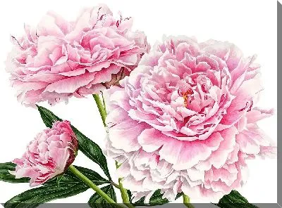 Картина маслом Три пиона на светлом фоне