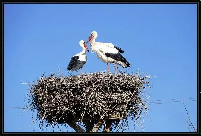 Картина Семья аистов в гнезде