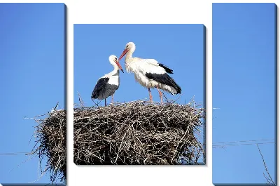 Семья аистов в гнезде