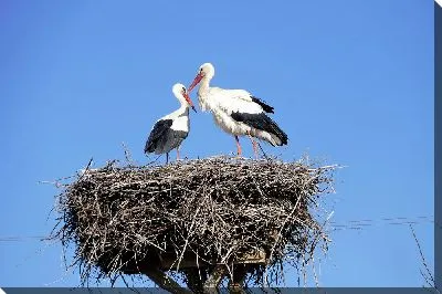 Семья аистов в гнезде