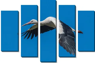 Модульная картина Полёт аиста