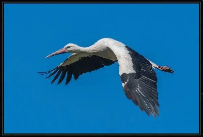 Картина Полёт аиста