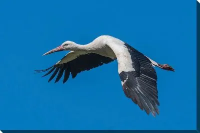 Полёт аиста