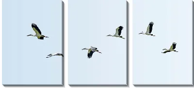 Модульная картина Стая аистов в небе