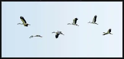 Картина Стая аистов в небе