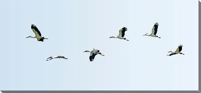 Постер Стая аистов в небе