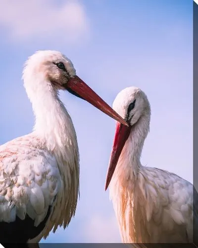 Постер Аисты