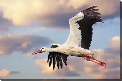 Аист летит на фоне облаков