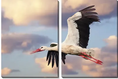 Аист летит на фоне облаков