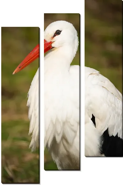 Модульная картина Красивый аист