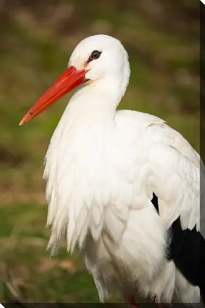 Постер Красивый аист