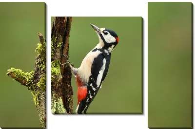 Модульная картина Дятел на дереве
