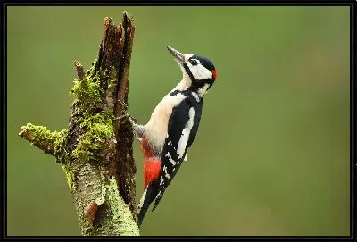 Картина Дятел на дереве