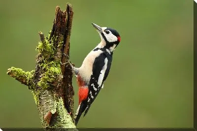 Дятел на дереве