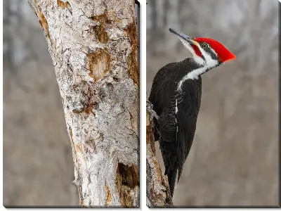 Модульная картина Коричневополосый королевский дятел