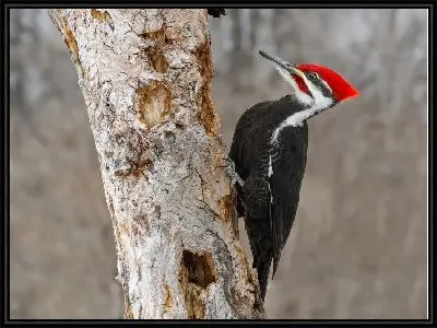 Картина Коричневополосый королевский дятел