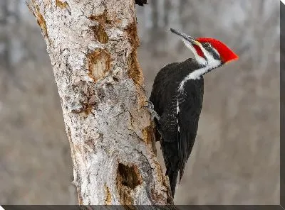 Коричневополосый королевский дятел