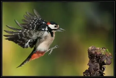 Картина Полёт дятла