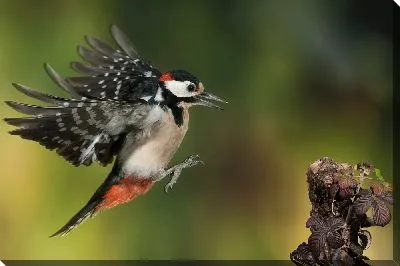 Полёт дятла