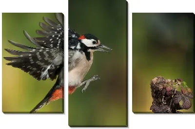 Полёт дятла