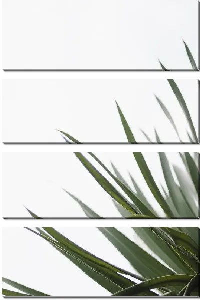 Модульная картина Тонкие листья растения в стиле минимализм