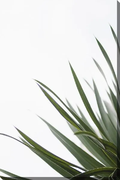 Постер Тонкие листья растения в стиле минимализм