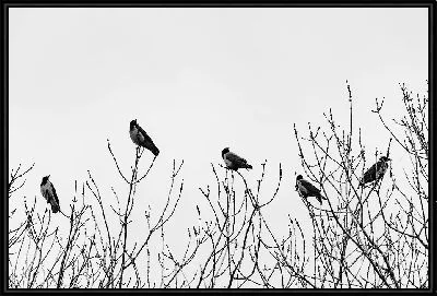 Вороны-Москвички
