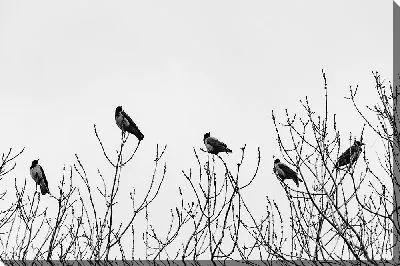 Вороны-Москвички