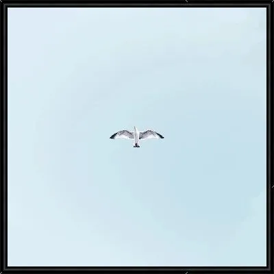 Одинокая чайка в полете