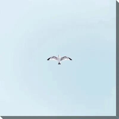 Одинокая чайка в полете